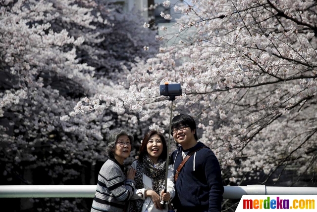 Foto Indahnya Selfie Di Depan Bunga Sakura Yang Bermekaran