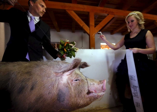 Unik, Hungaria adakan 'kontes kecantikan' hewan babi