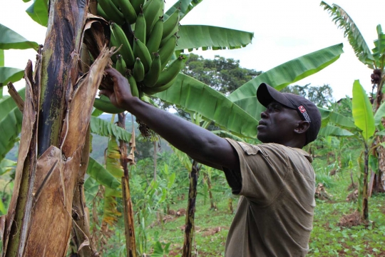 Inovatif, LSM ini ciptakan pembalut wanita dari kulit pohon pisang