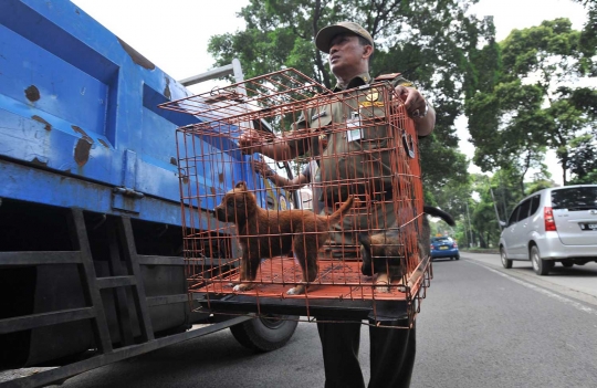 Petugas razia pedagang anjing dan kucing di Latuharhary