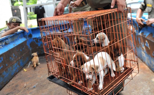 Petugas razia pedagang anjing dan kucing di Latuharhary