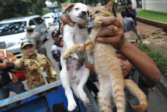 Petugas razia pedagang anjing dan kucing di Latuharhary