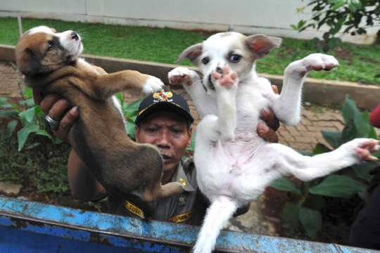 Petugas razia pedagang anjing dan kucing di Latuharhary