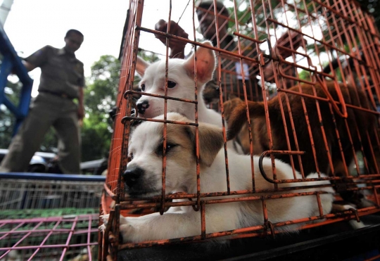 Petugas razia pedagang anjing dan kucing di Latuharhary