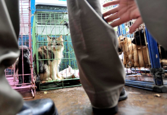 Petugas razia pedagang anjing dan kucing di Latuharhary