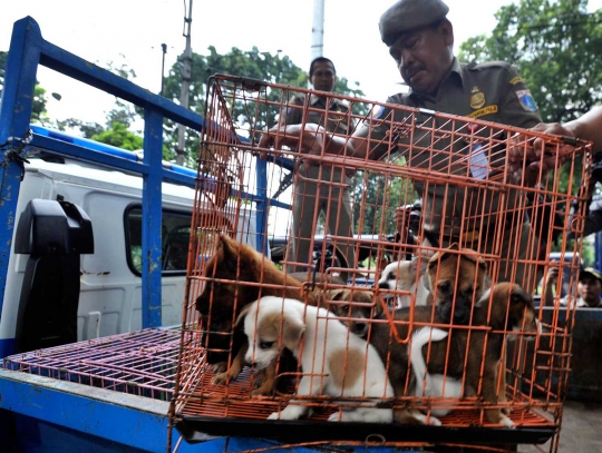 Petugas razia pedagang anjing dan kucing di Latuharhary