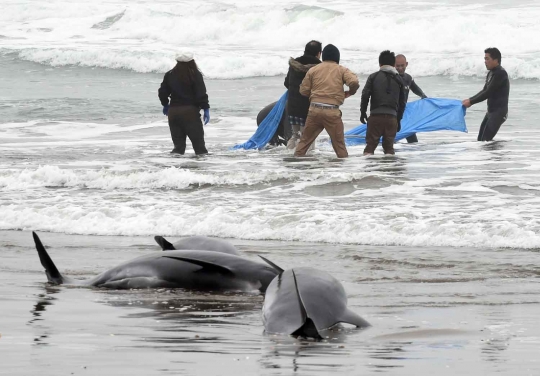 Kepedulian warga Jepang selamatkan ratusan paus terdampar