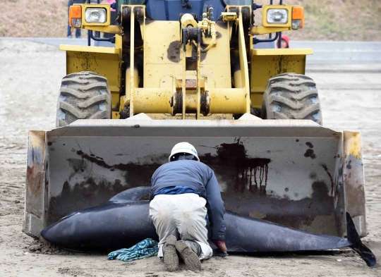 Kepedulian warga Jepang selamatkan ratusan paus terdampar