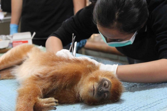 Melihat Lutung Jawa di Javan Langur Center cek kesehatan