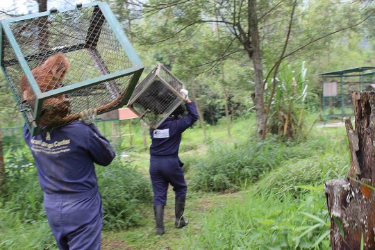 Melihat Lutung Jawa di Javan Langur Center cek kesehatan