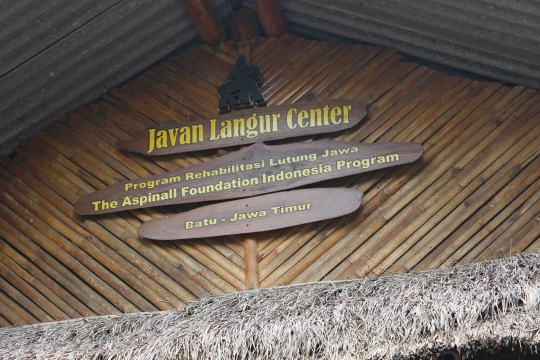 Melihat Lutung Jawa di Javan Langur Center cek kesehatan