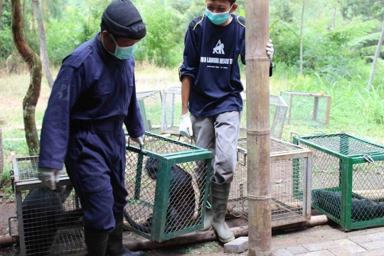 Melihat Lutung Jawa di Javan Langur Center cek kesehatan