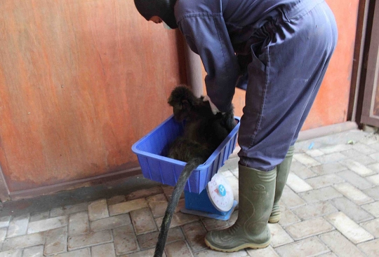 Melihat Lutung Jawa di Javan Langur Center cek kesehatan