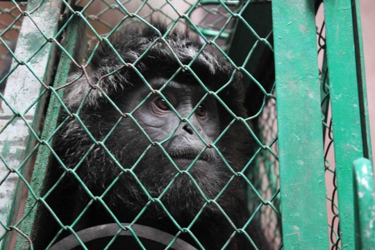 Melihat Lutung Jawa di Javan Langur Center cek kesehatan