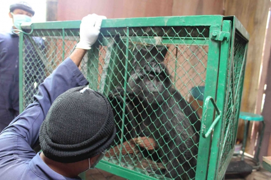 Melihat Lutung Jawa di Javan Langur Center cek kesehatan