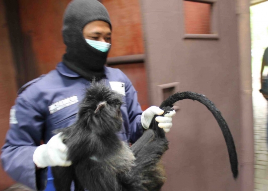 Melihat Lutung Jawa di Javan Langur Center cek kesehatan