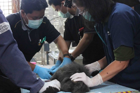 Melihat Lutung Jawa di Javan Langur Center cek kesehatan