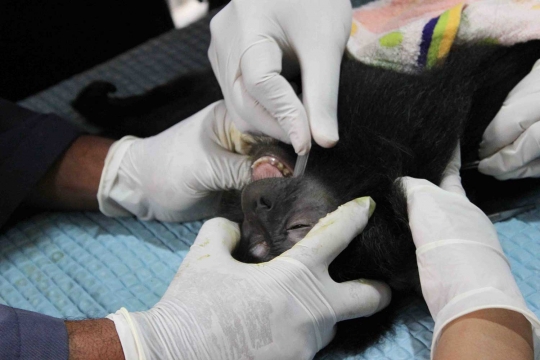 Melihat Lutung Jawa di Javan Langur Center cek kesehatan