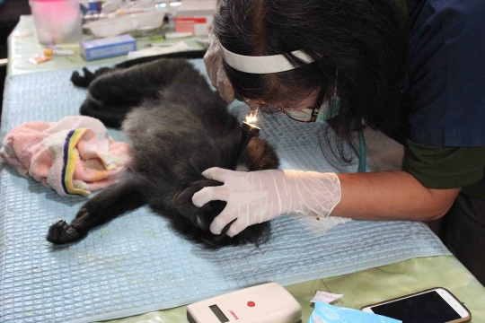 Melihat Lutung Jawa di Javan Langur Center cek kesehatan