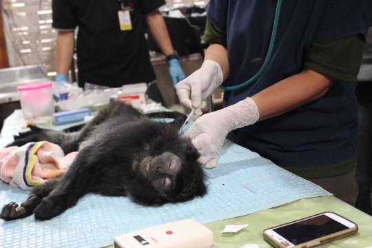 Melihat Lutung Jawa di Javan Langur Center cek kesehatan