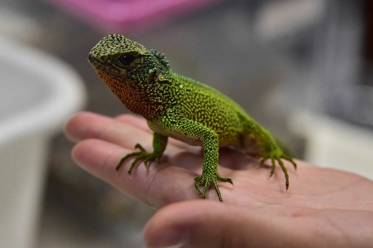 Enyalioides Rubrigularis, spesies kadal baru yang mirip naga