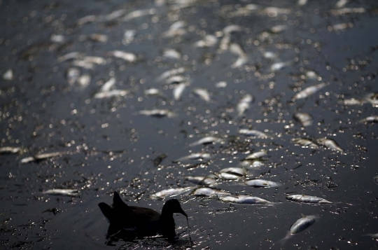 Cuaca ekstrem, ratusan ikan mati di Laguna Rodrigo de Freitas