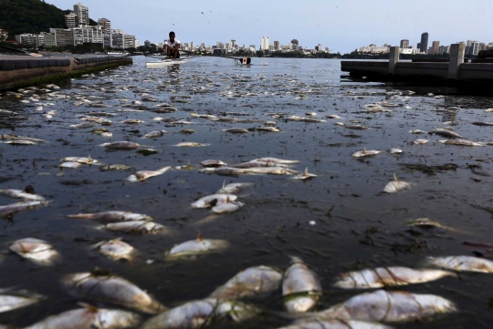 Cuaca ekstrem, ratusan ikan mati di Laguna Rodrigo de Freitas