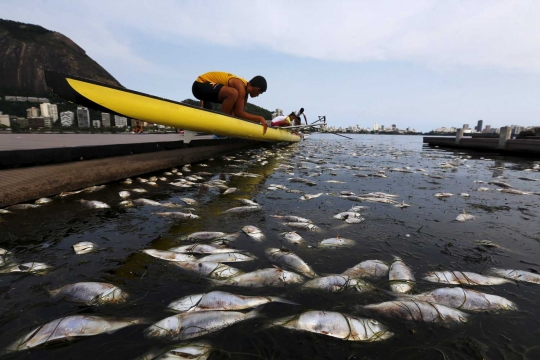 Cuaca ekstrem, ratusan ikan mati di Laguna Rodrigo de Freitas