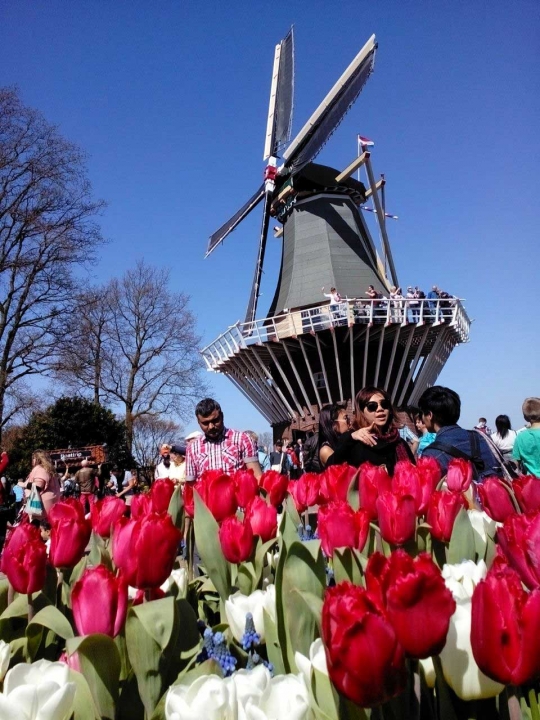 Menikmati keindahan Tulip Kuekenhof di Belanda