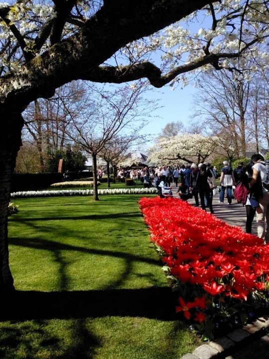 Menikmati keindahan Tulip Kuekenhof di Belanda