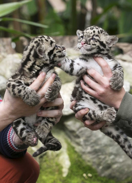 Imutnya bayi macan tutul di kebun binatang Belgia