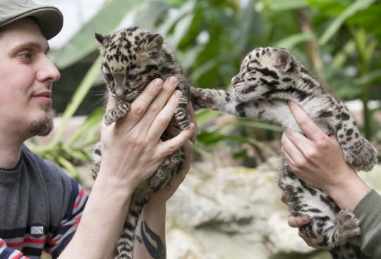 Imutnya bayi macan tutul di kebun binatang Belgia