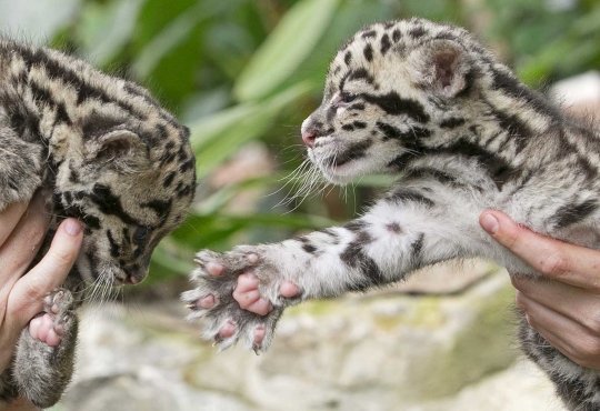 Imutnya bayi macan tutul di kebun binatang Belgia