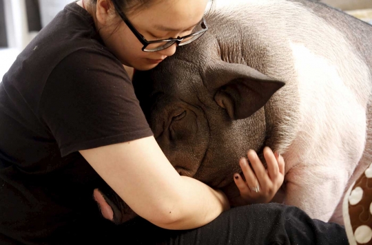 Selfie bareng, cewek China dan babi ini mendadak terkenal