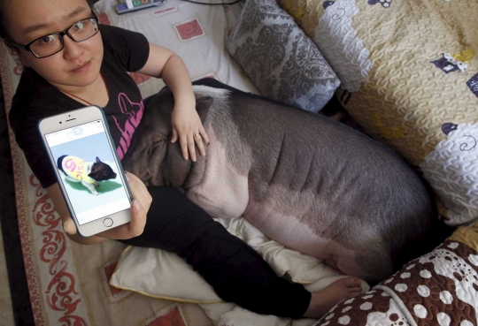 Selfie bareng, cewek China dan babi ini mendadak terkenal