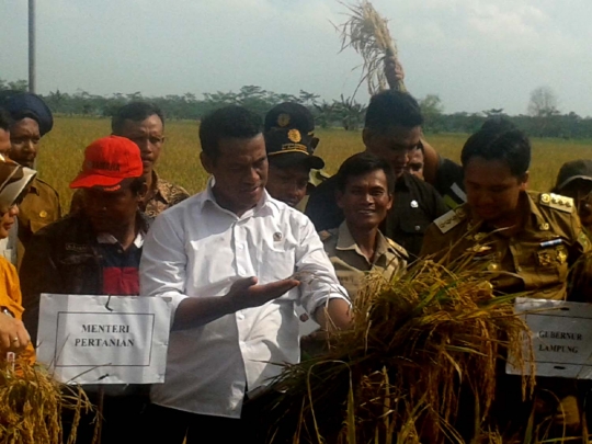 Keakraban Menteri Andi Amran panen padi bersama petani Tulang Bawang