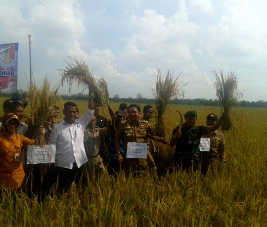 Keakraban Menteri Andi Amran panen padi bersama petani Tulang Bawang