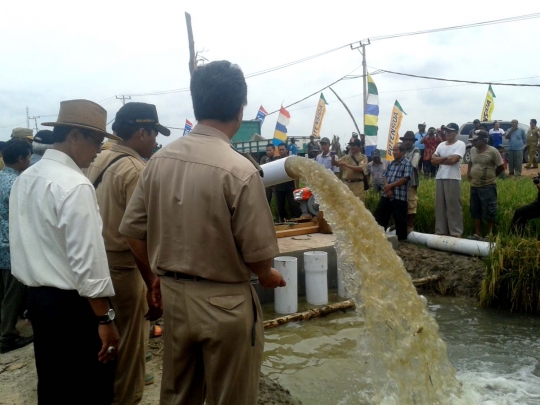 Keakraban Menteri Andi Amran panen padi bersama petani Tulang Bawang