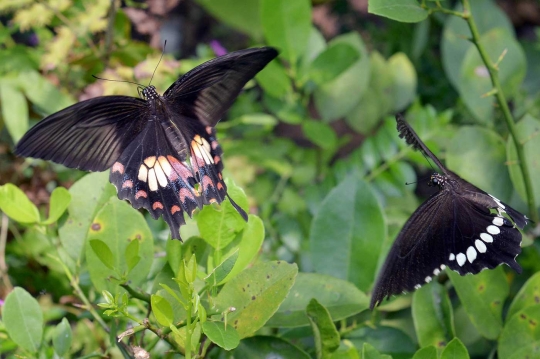 Menengok tempat perkembangbiakan kupu-kupu terbesar di Asia Tenggara