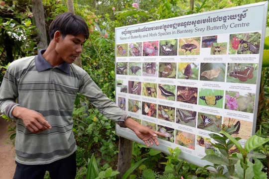 Menengok tempat perkembangbiakan kupu-kupu terbesar di Asia Tenggara
