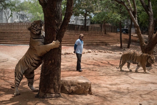 Menengok kehidupan ratusan harimau di kuil Wat Pha Luang