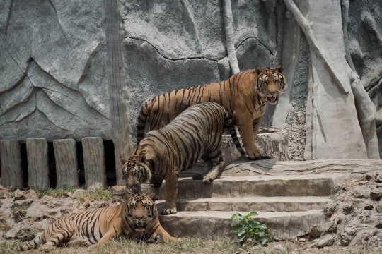 Menengok kehidupan ratusan harimau di kuil Wat Pha Luang