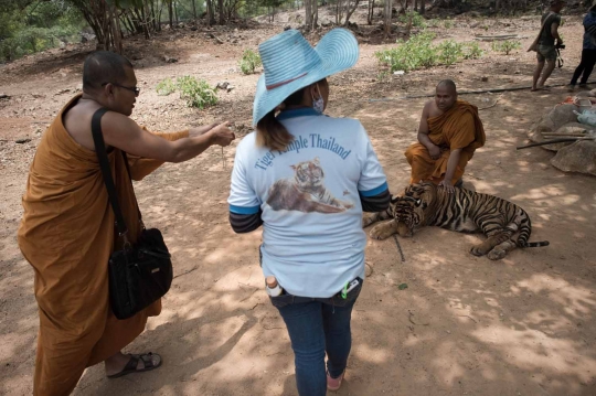 Menengok kehidupan ratusan harimau di kuil Wat Pha Luang