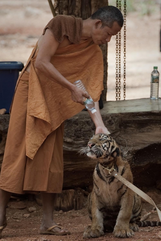 Menengok kehidupan ratusan harimau di kuil Wat Pha Luang