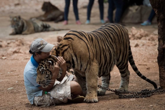 Menengok kehidupan ratusan harimau di kuil Wat Pha Luang