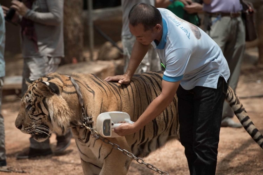 Menengok kehidupan ratusan harimau di kuil Wat Pha Luang