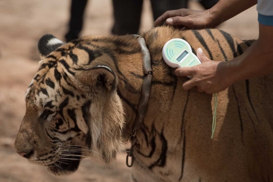 Menengok kehidupan ratusan harimau di kuil Wat Pha Luang