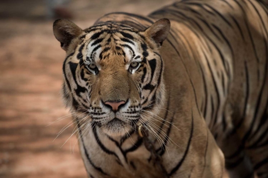 Menengok kehidupan ratusan harimau di kuil Wat Pha Luang