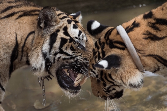 Menengok kehidupan ratusan harimau di kuil Wat Pha Luang