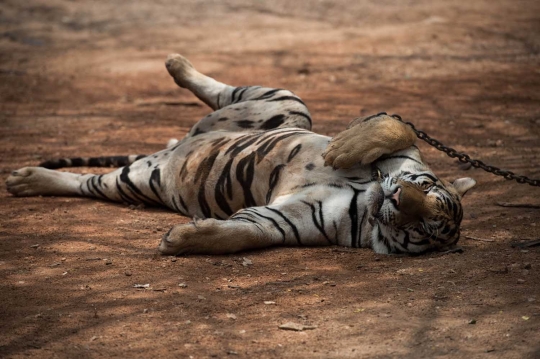 Menengok kehidupan ratusan harimau di kuil Wat Pha Luang